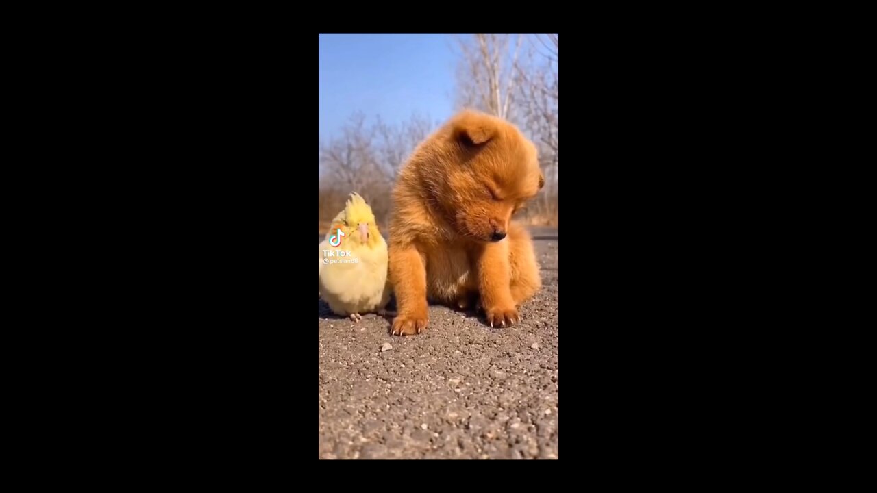 َ