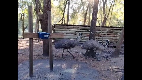 How Emus are Made