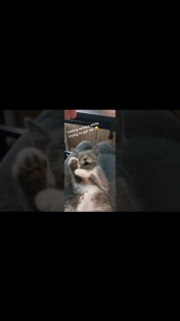 Cute Kitten Falls Asleep While Playing