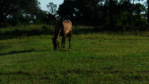 Murdock The Wild Mustang (we recently adopted)