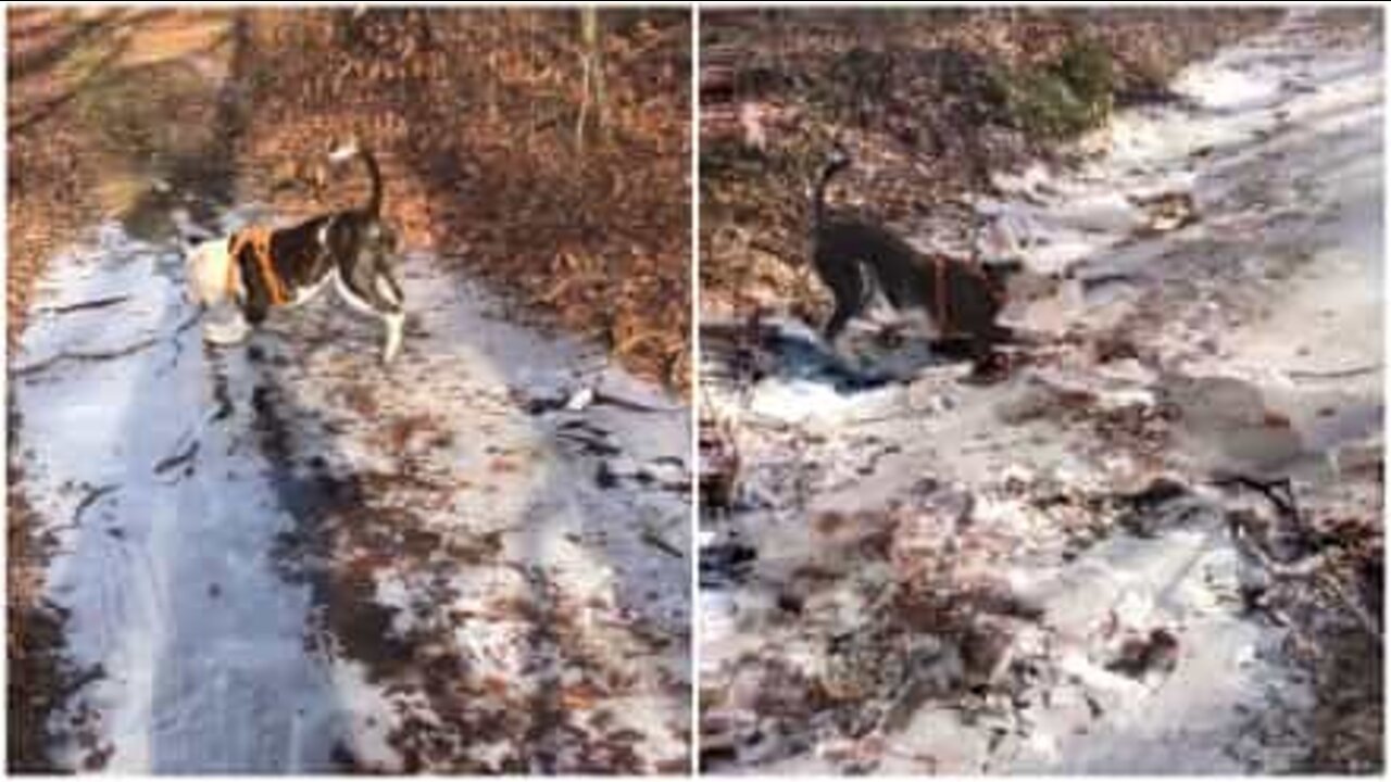 얼음 깨기에 열광하는 강아지
