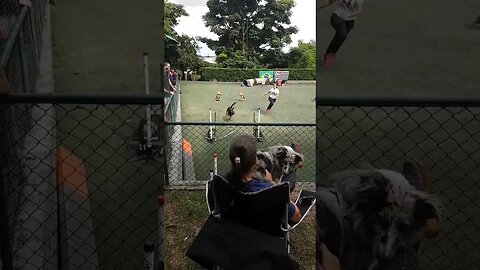 agility é para crianças tb
