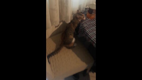 Is this how you milk a cat? She bites the table like she is a snake