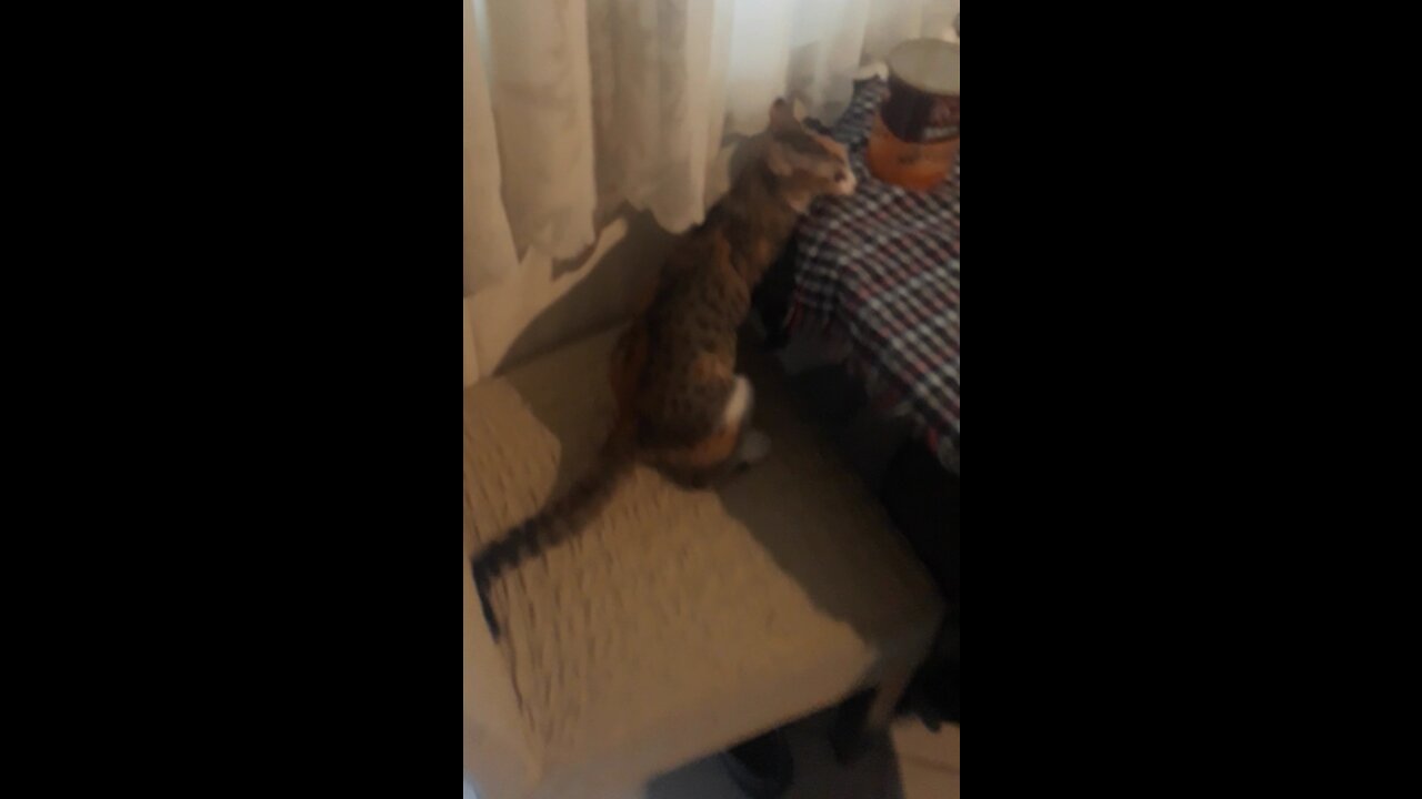 Is this how you milk a cat? She bites the table like she is a snake
