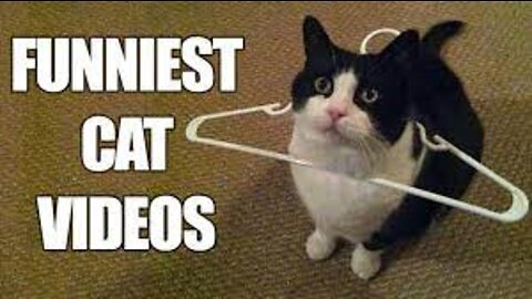 Best Funny Cat Videos That Will Make You Laugh All Day Long ����-(1080p)