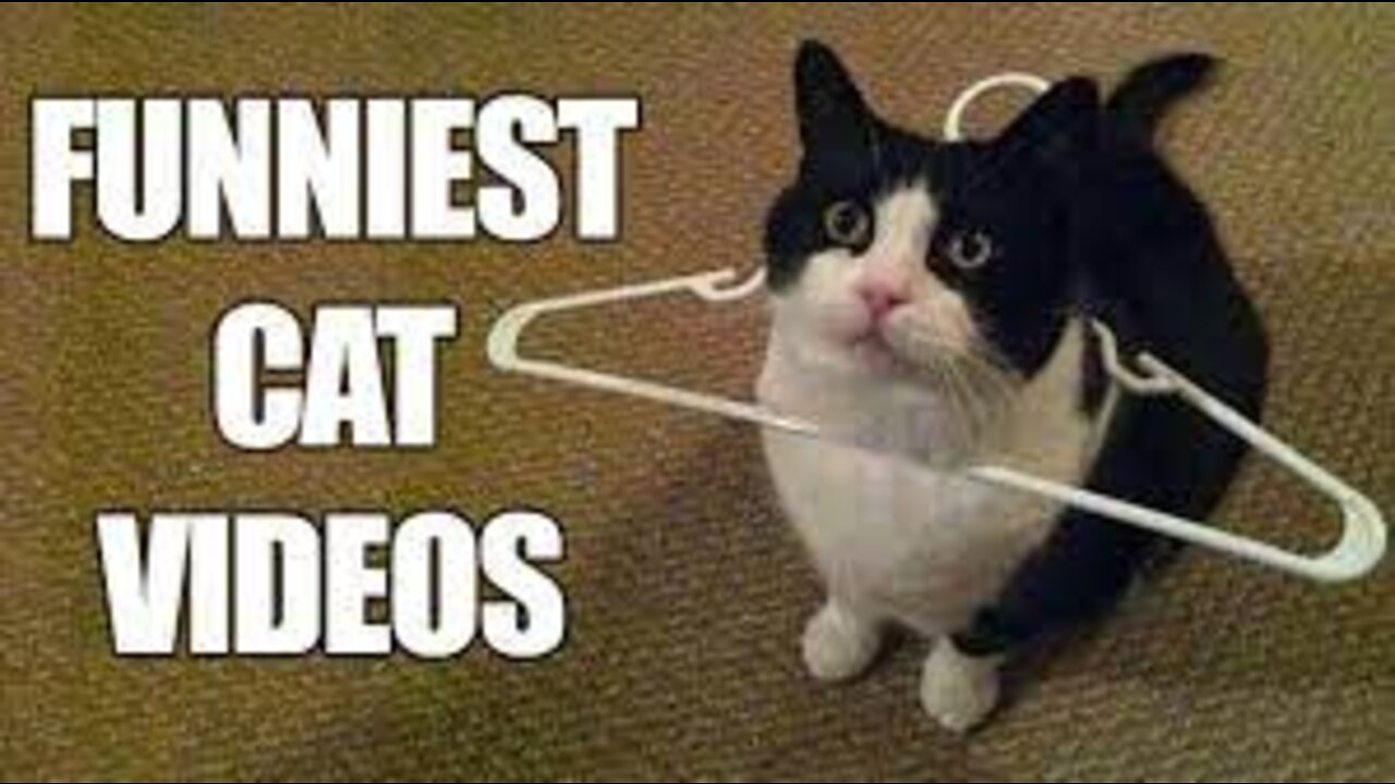 Best Funny Cat Videos That Will Make You Laugh All Day Long ����-(1080p)