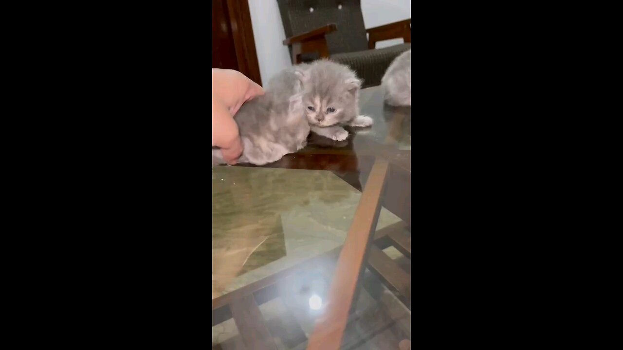 Cute gray persian kittens meowing!