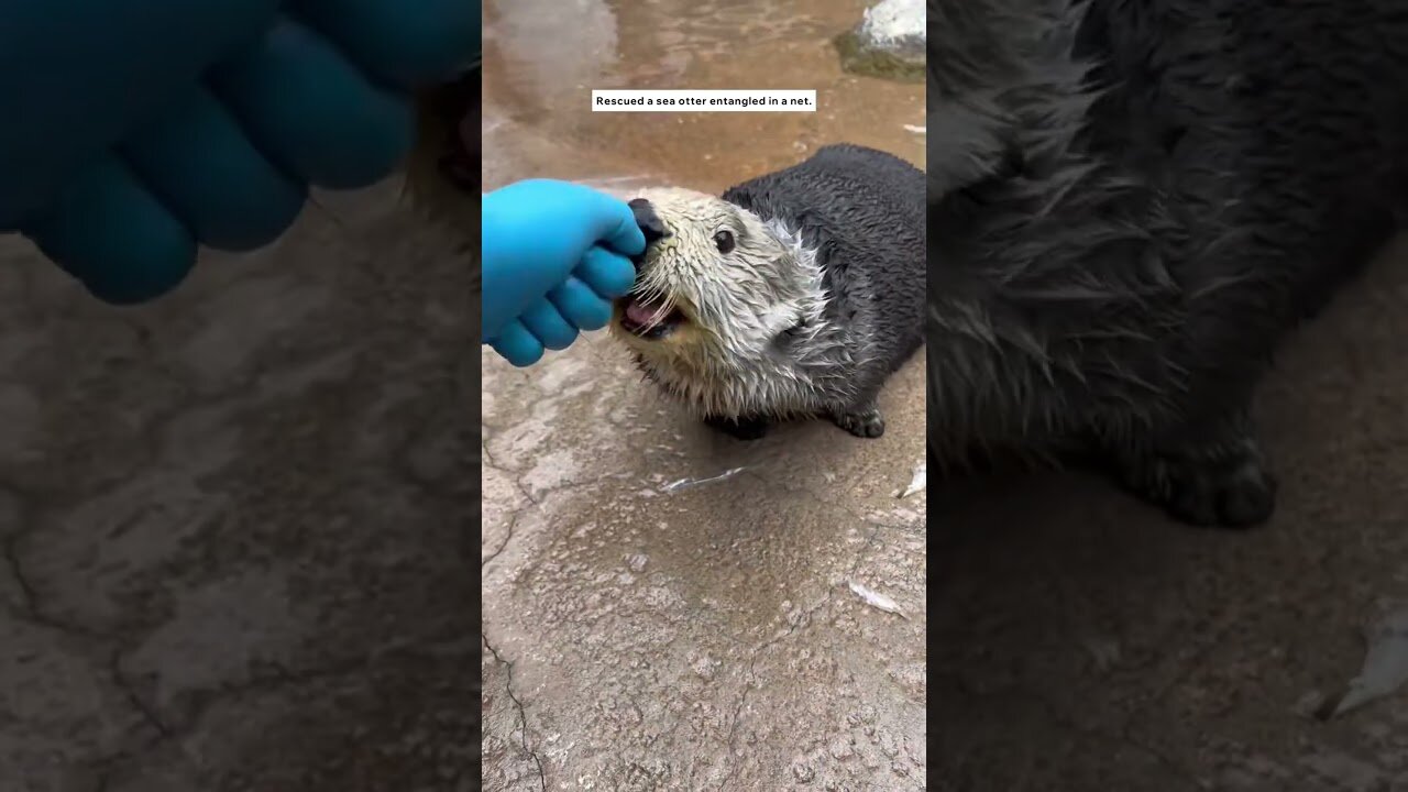 This sea otter was rescued and became an employee at the aquarium