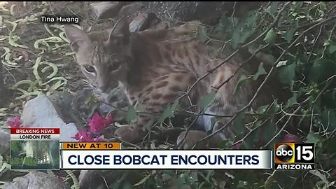 More bobcat sightings around the Valley