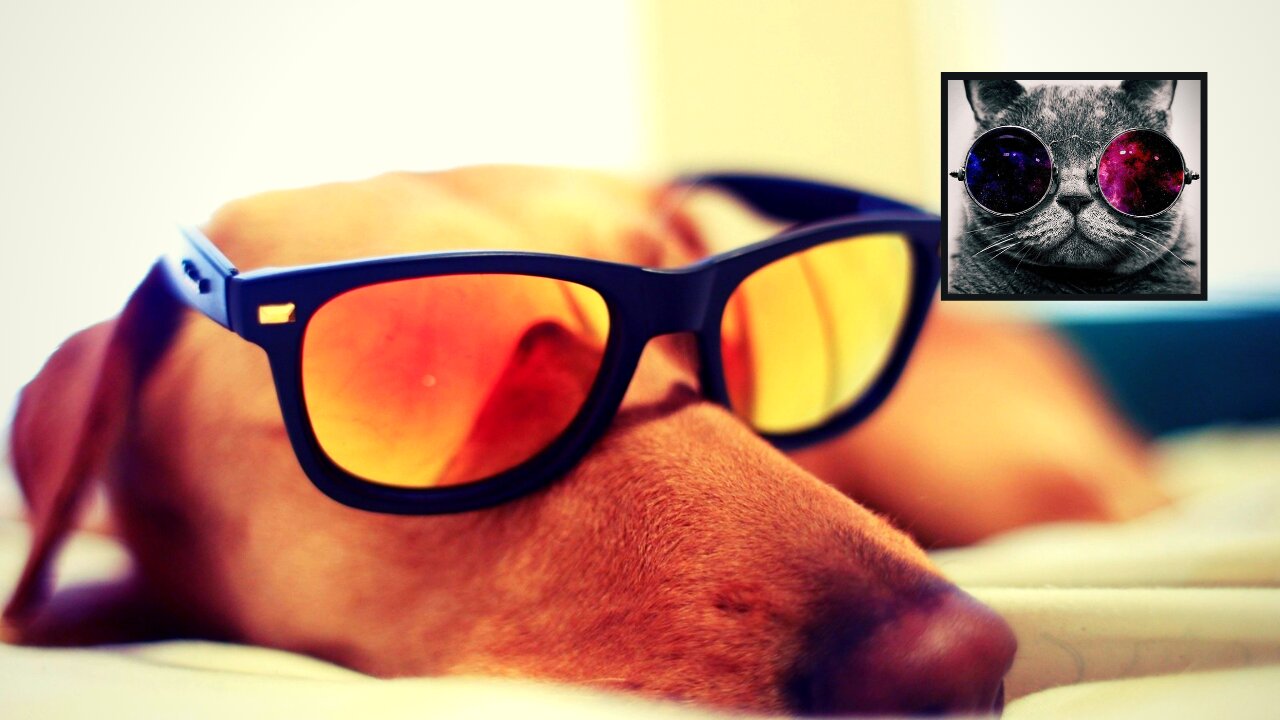 How to Have Fun With Your Pets! Fun (and cute) moments with Dogs. #2
