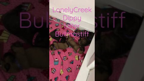 LonelyCreek Bullmastiff dippy litter