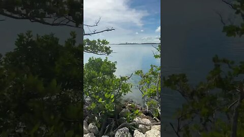 Biscayne Park Net Jet-tie Walk