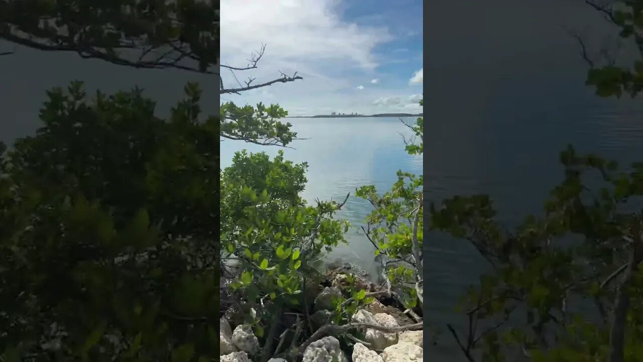 Biscayne Park Net Jet-tie Walk