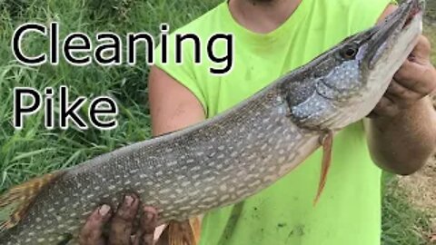 How to Clean Northern Pike (Mississippi River)