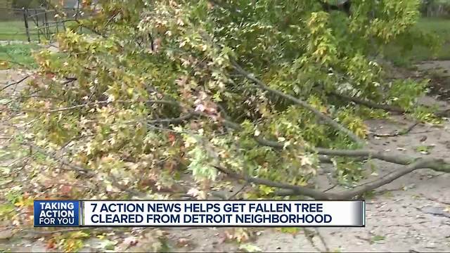 7 Action News helps get fallen tree cleared from Detroit neighborhood