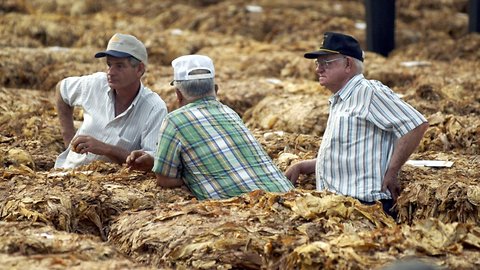 Carolina Farmers Race To Save Crops, Farmland Before Florence Hits