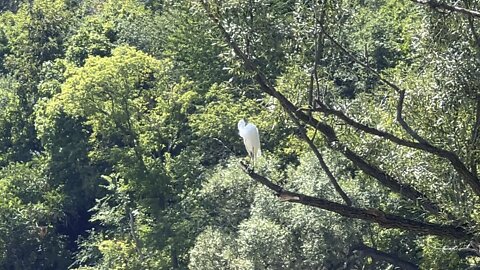 White Egret hanging out on a branch