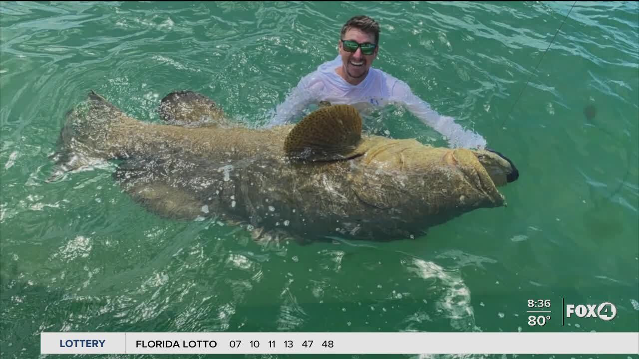 GOLIATH GROUPER