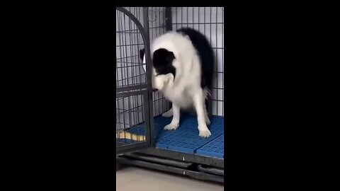Paws and Chuckles: Hilarious Dog Antics Caught on Camera!