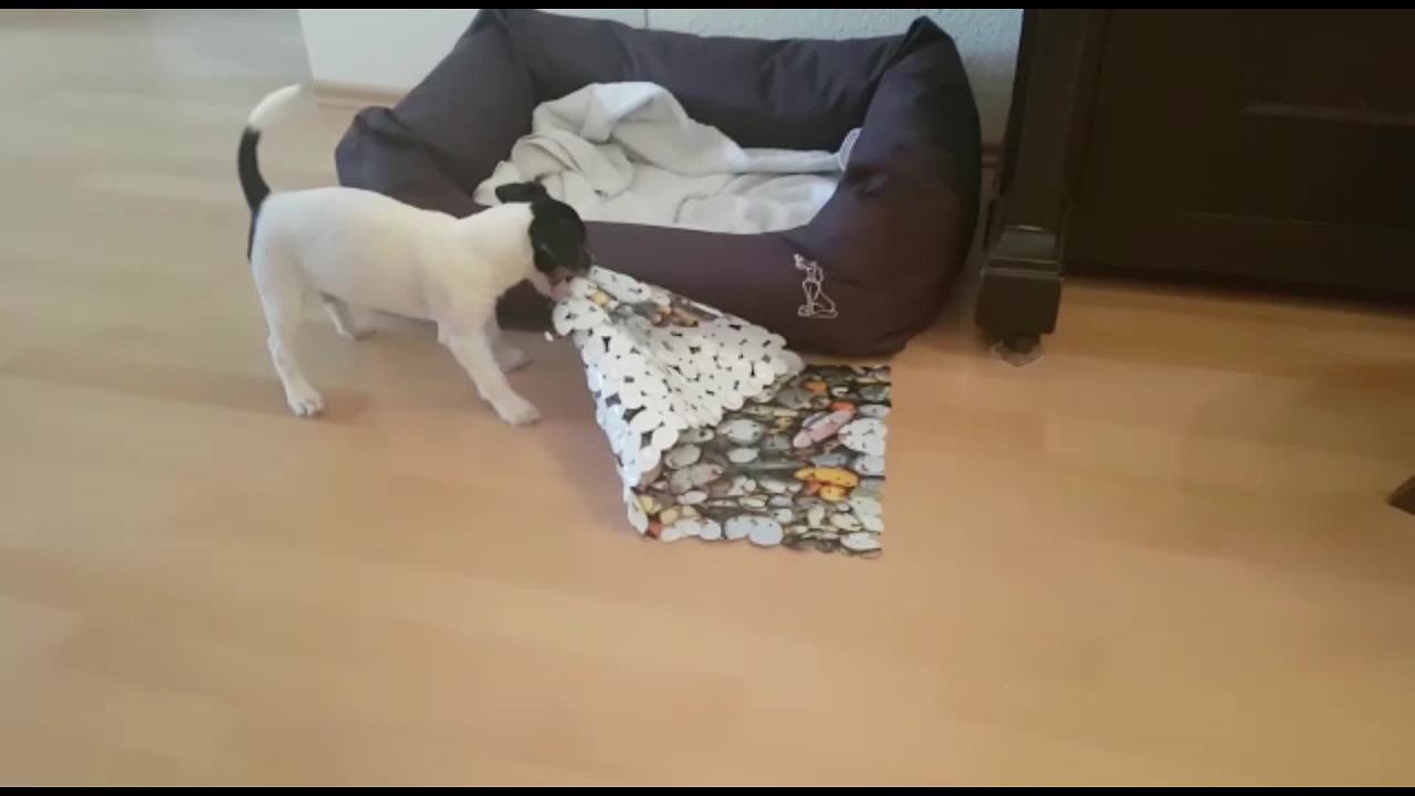 Determined puppy uses floor mat as blanket