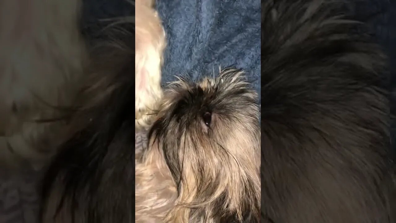 Waking Up my Shih Tzu Cute Puppies in the Morning