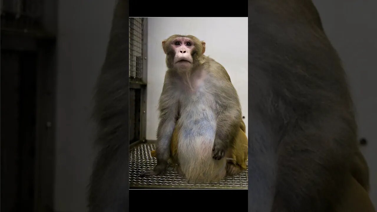 Monkey tiktok video