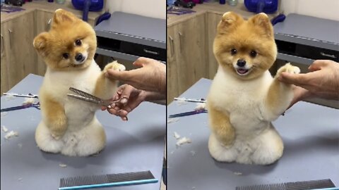 Cute Dog Gets Groomed