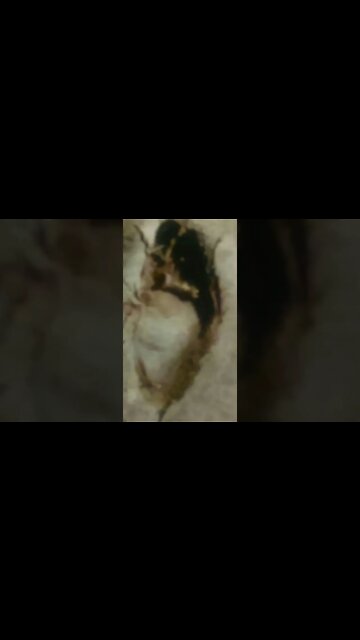 SASQUATCH TRACKS RED RIVER OKLAHOMA