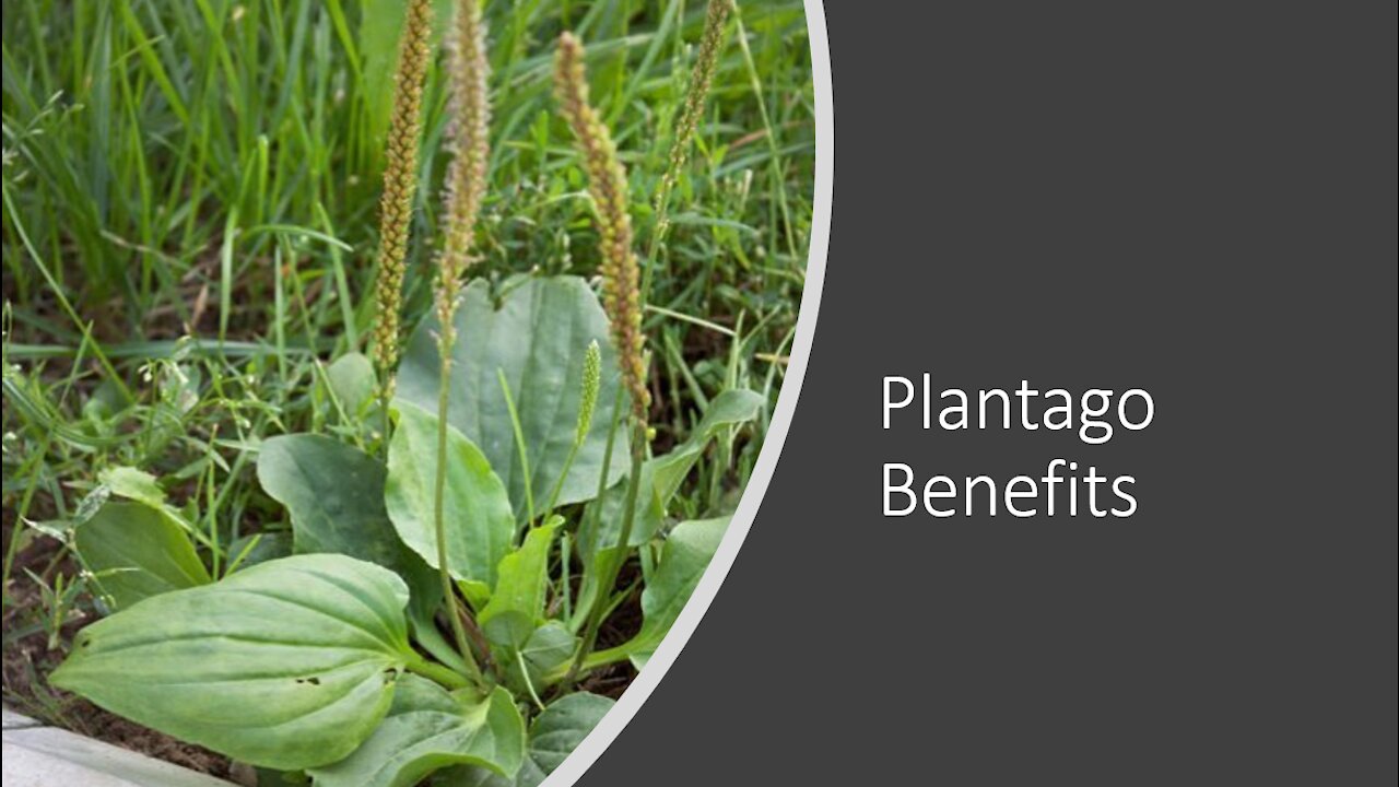 Plantago major - Broadleaf Plantain Benefits