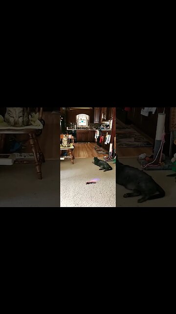 playing fetch with cats