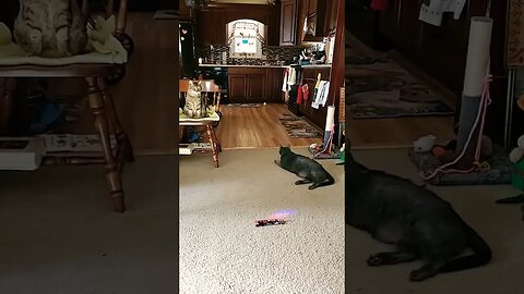 playing fetch with cats