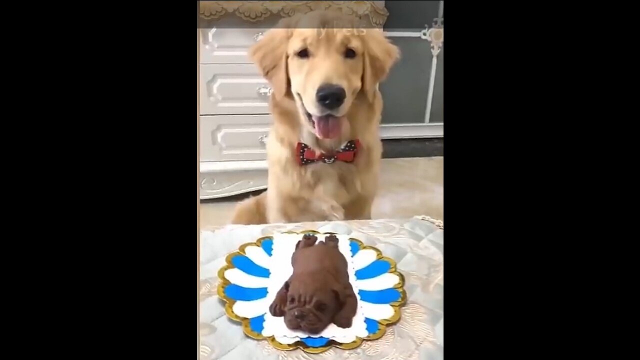 Dog Reaction to cutting cake.