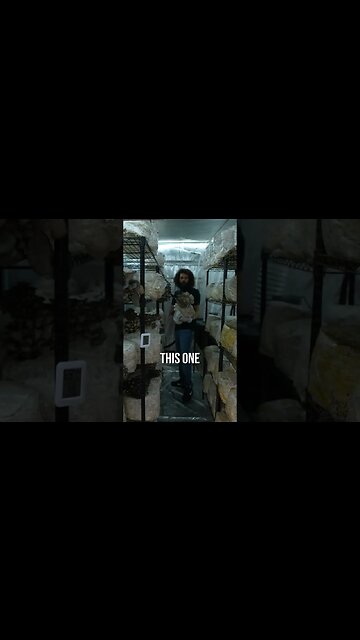 🍄 mushroom growth stages #shorts