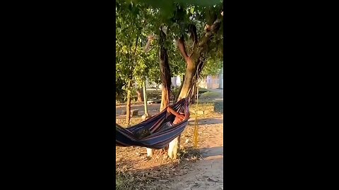 sleep in hammock