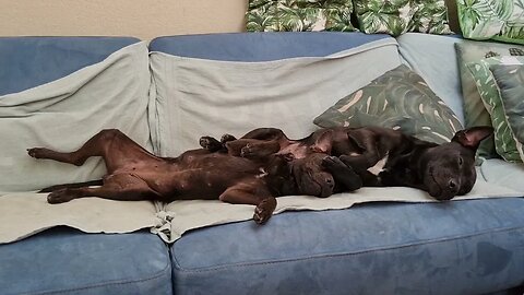 CHILLING PATTERDALE TERRIERS BSL ESTACADO BSL OBSCURA. Fun chill dogs on/off switch