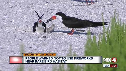 Audubon urging no July 4th fireworks near beach nesting birds