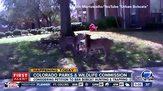 Colorado Parks & Wildlife considers banning hunting & trapping of bobcats