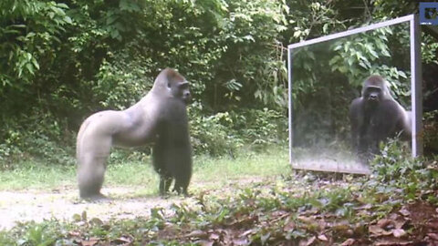 When Animals Go On A Rampage And Got Caught On Camera !