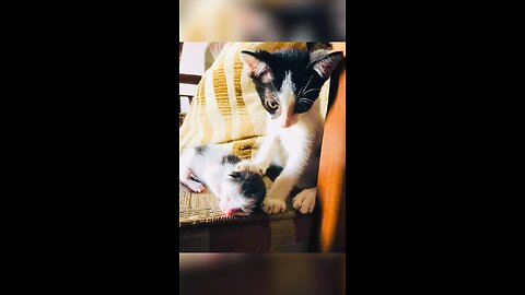 Siblings 🐱🐱