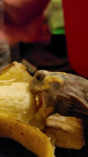 Pretty girl vs banana