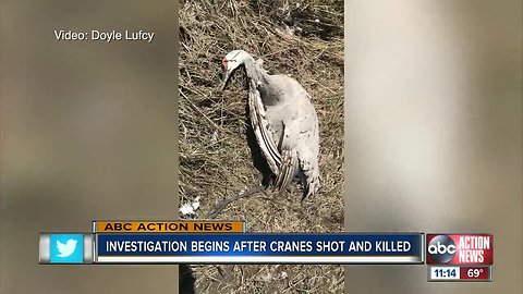 FWC investigating after Good Samaritans see poacher kill protected Sandhill cranes in Brooksville