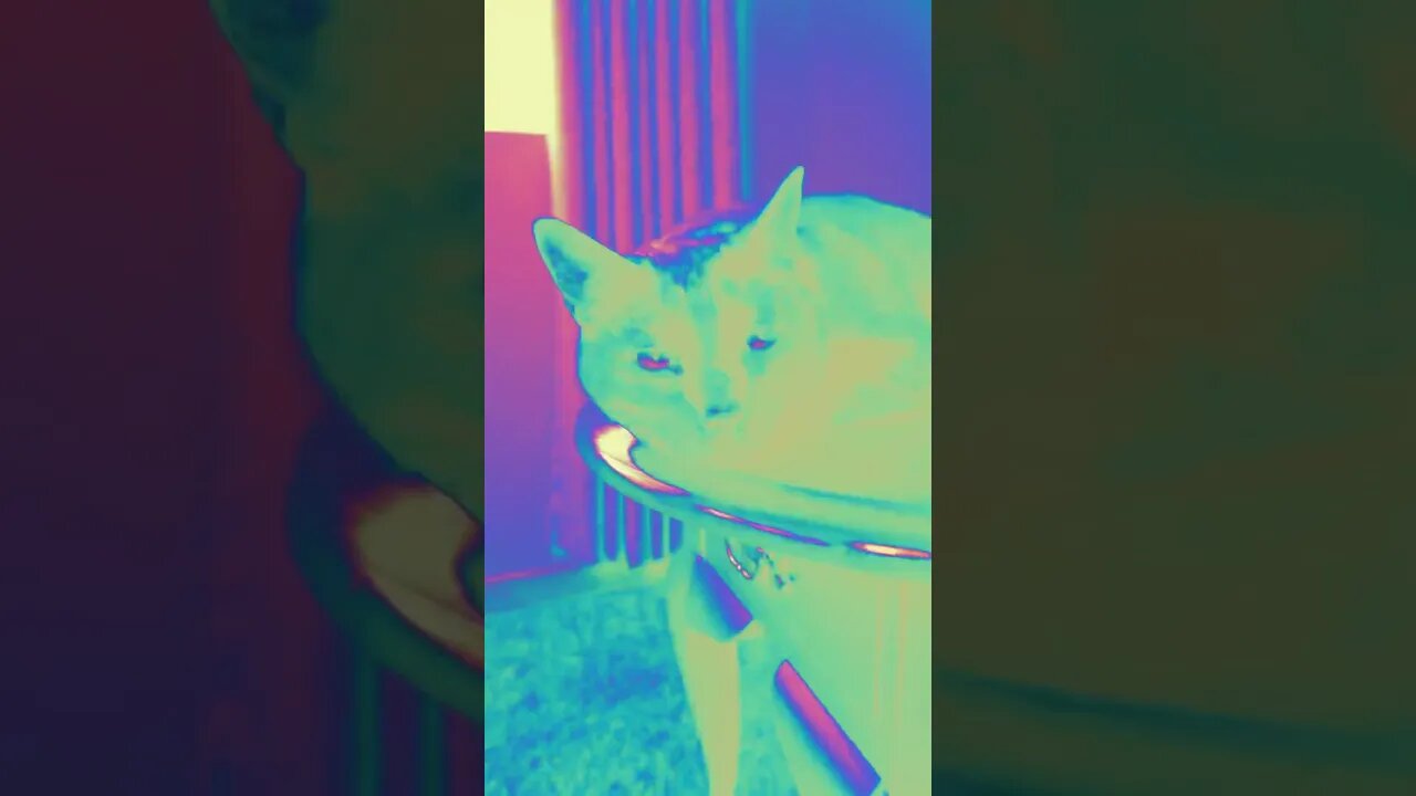 😱😱😱 #cat #blackcat #goblin #kitten #leonthecatdad #fyp #leontcd #funny #cute #animal #comedy