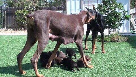 Doberman mom keeping dad away from the pups