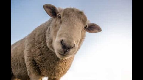 Angered sheep battles a shepherd dog