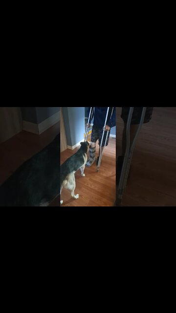 Dr Maple Inspects Broken Leg #shorts #doggo #shepsky