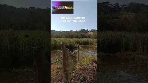 A MÚSICA DA NATUREZA - - THE MUSIC OF NATURE #shorts