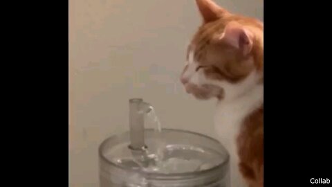 Best Cat Videos of the Last Decade