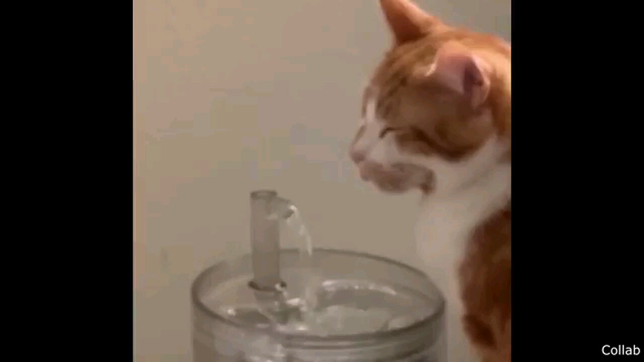 Best Cat Videos of the Last Decade