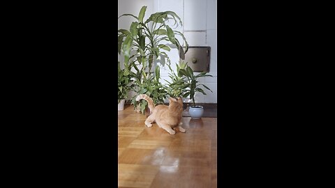Cat meme