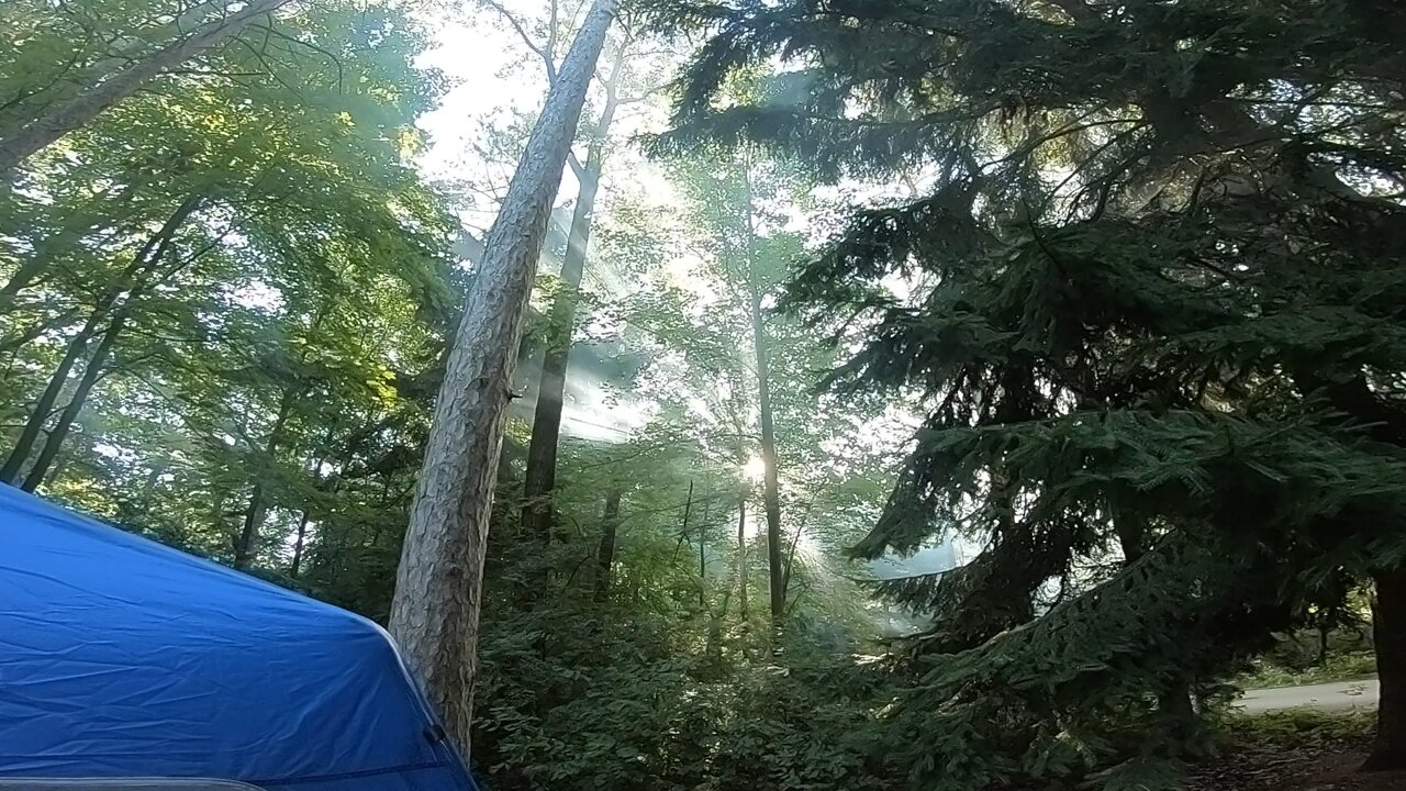 Smoked out the whole forest